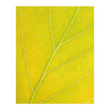 Autumn Leaf (Print Only) thumbnail