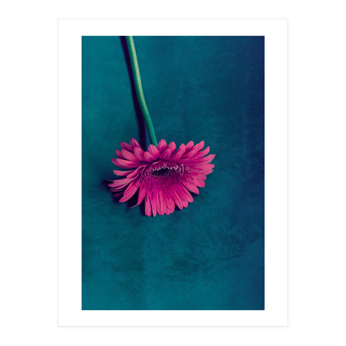 Gerbera for love (Print Only)