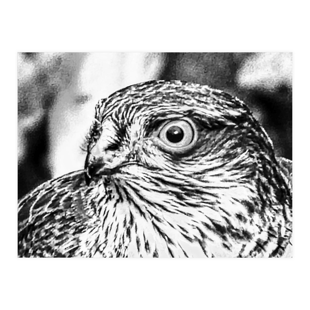 Peregrine  (Print Only)