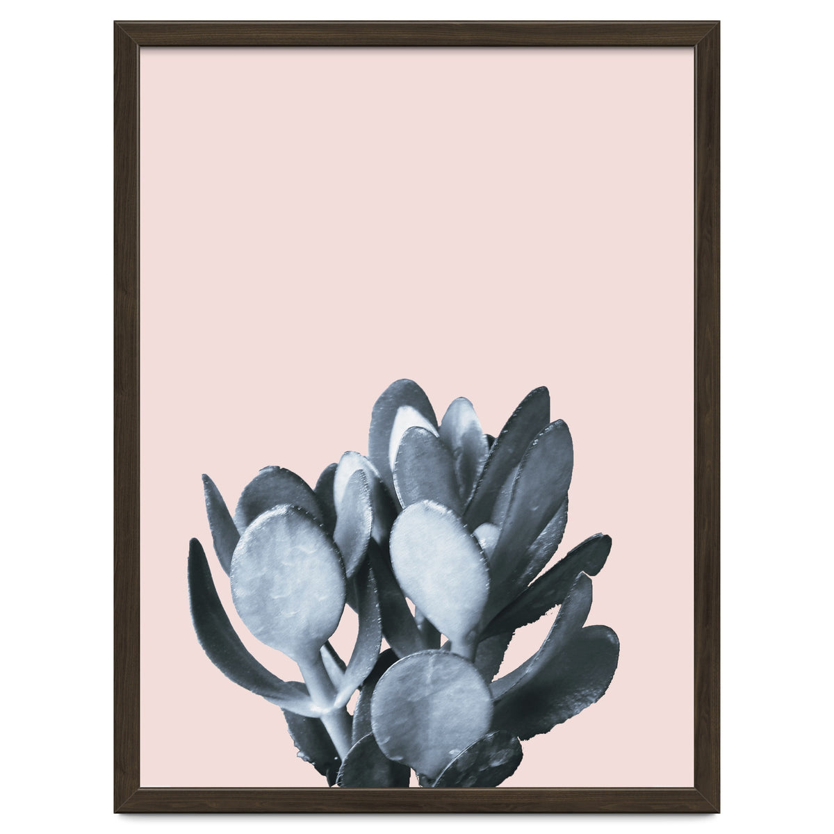 Cactus collection BL-II