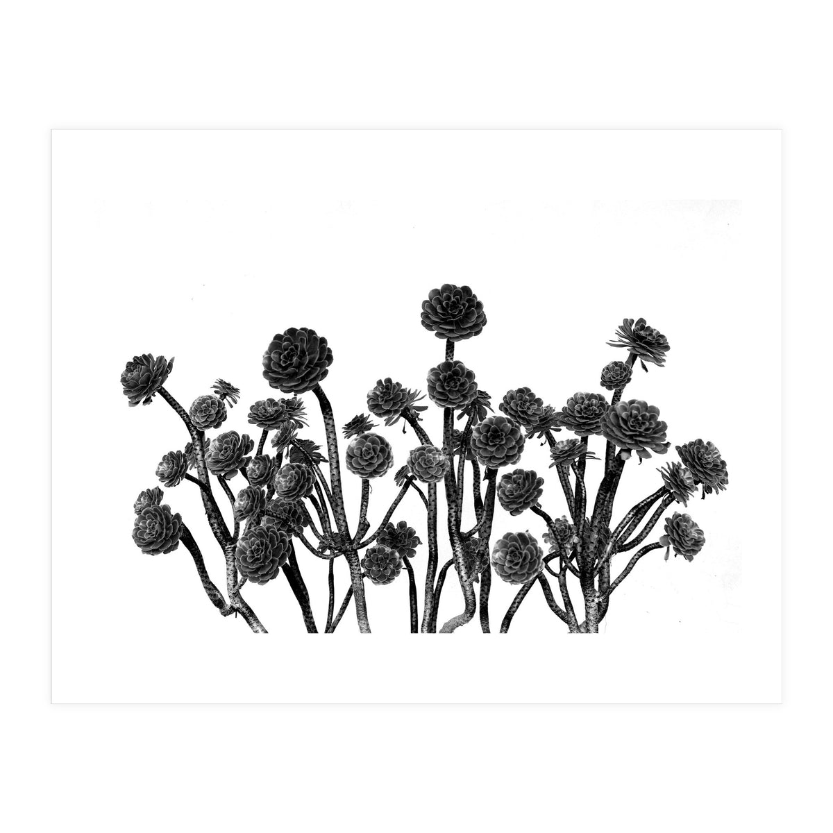 cactus succulents (Print Only)