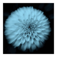 Asteraceae (Print Only)