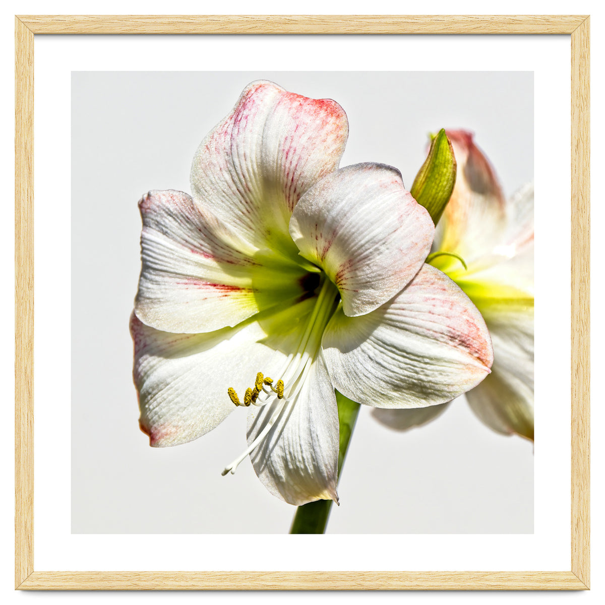 Amaryllis 1