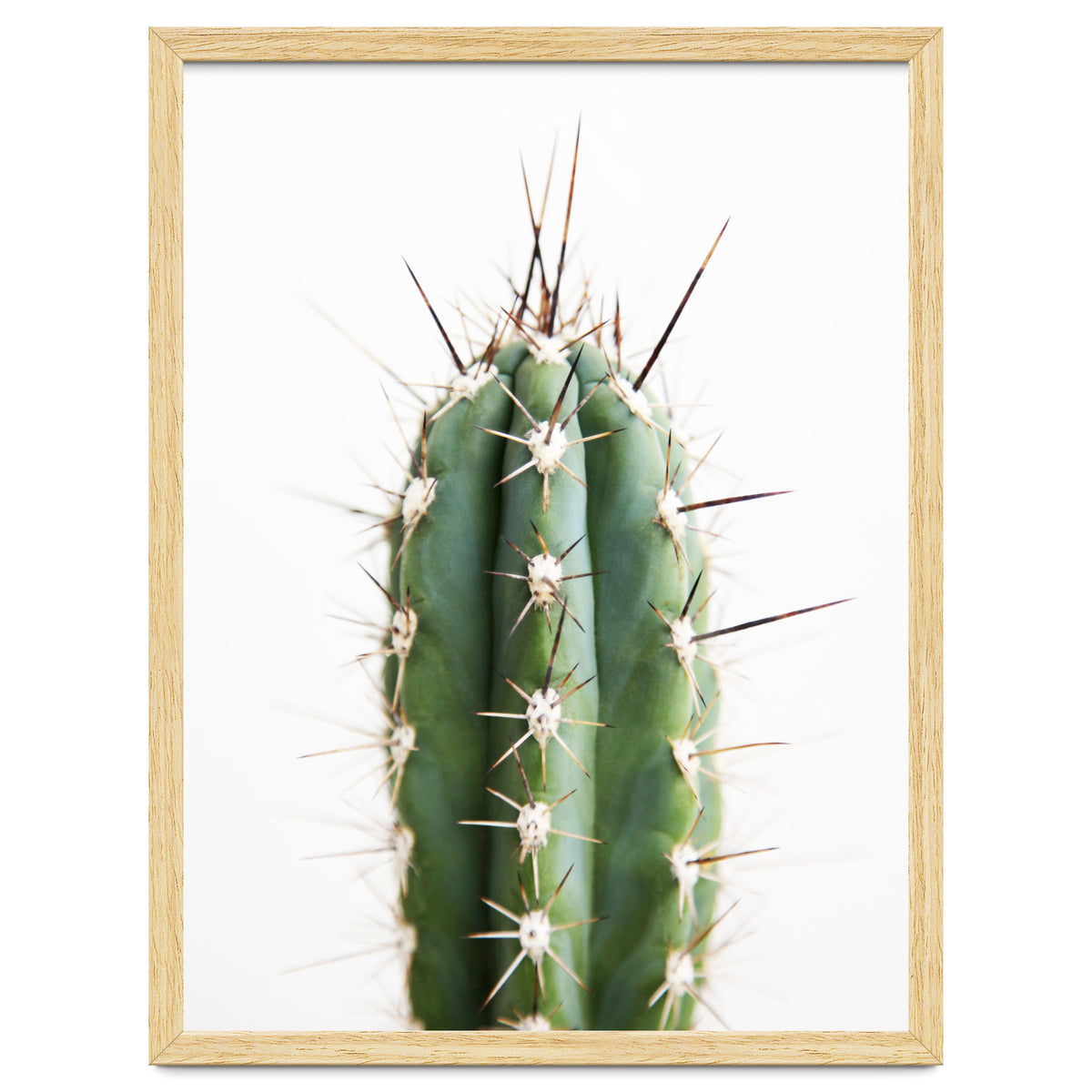 Cacti