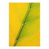 Autumn Leaf (Print Only) thumbnail