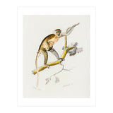 Cercopithecus griseus illustrated (Print Only) thumbnail
