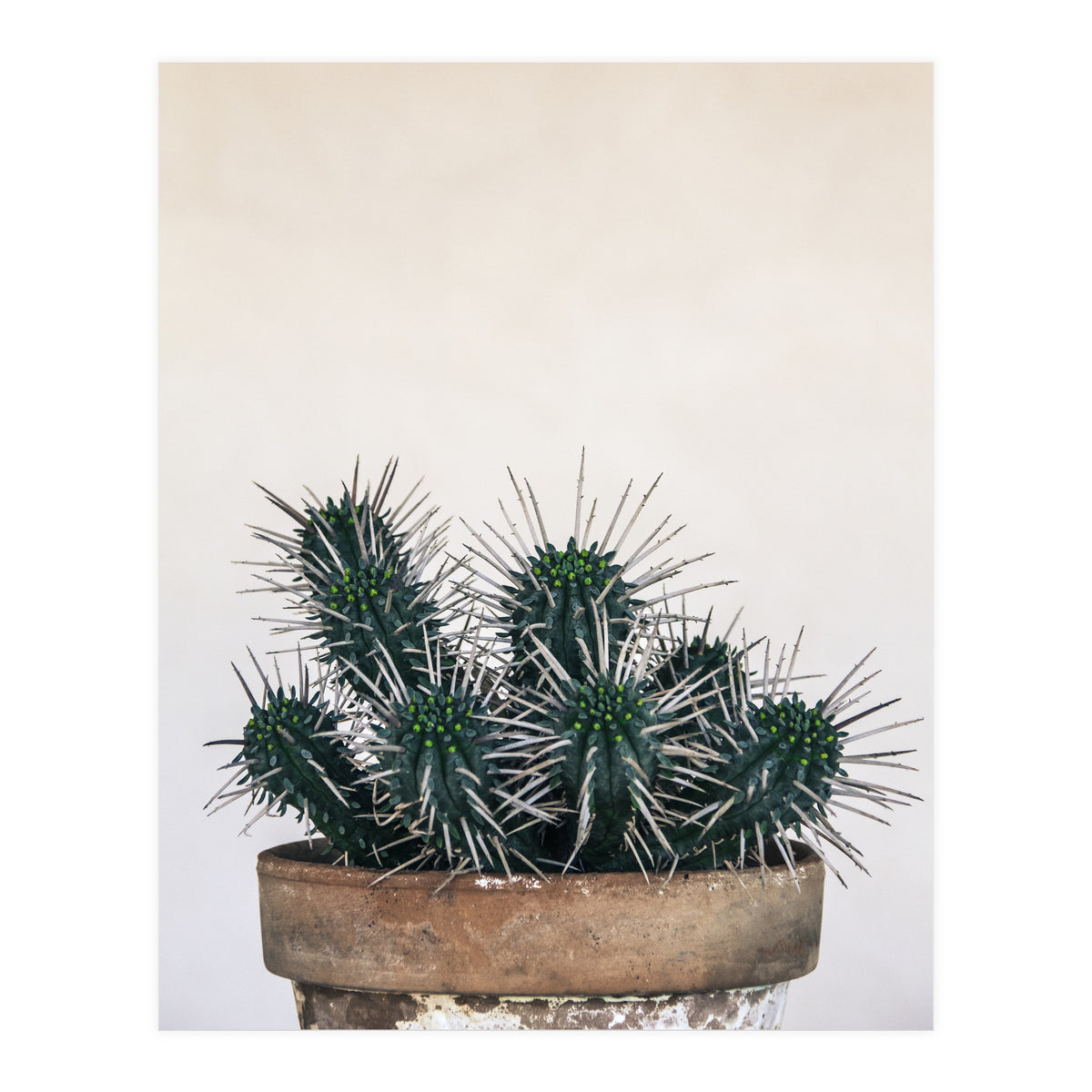 cactus nature XI (Print Only)