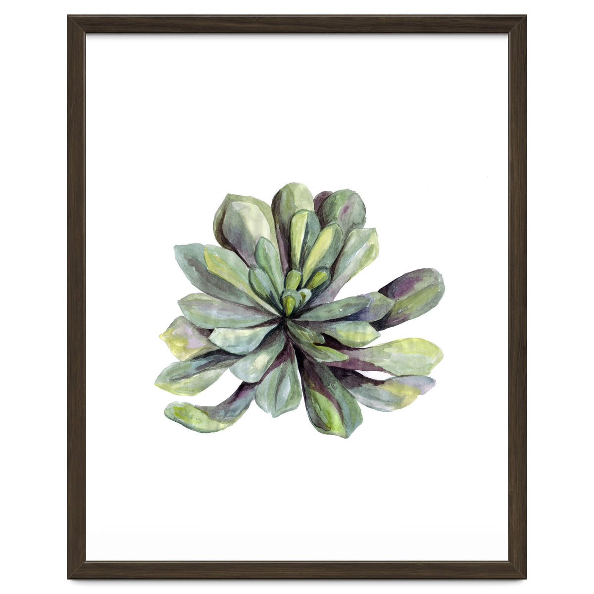 Botanical Illustration Succulent