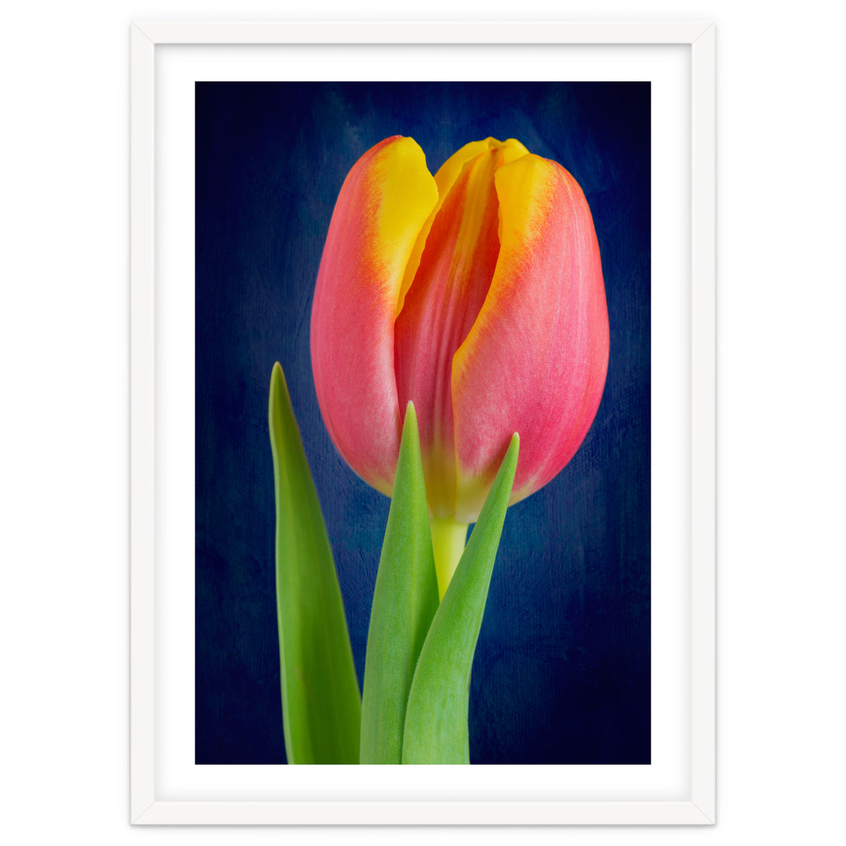 Tulip