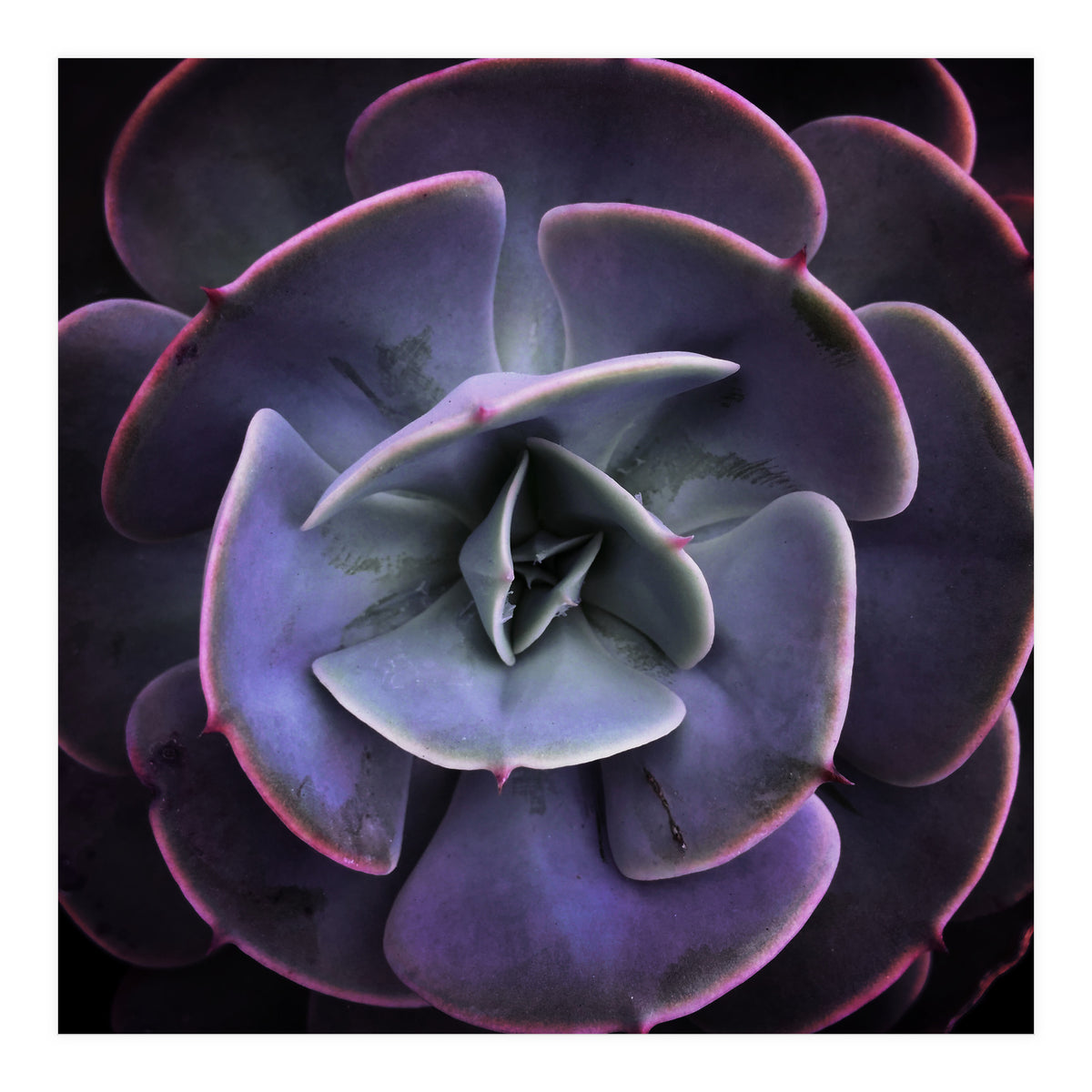 DARKSIDE OF SUCCULENTS VII (Print Only)