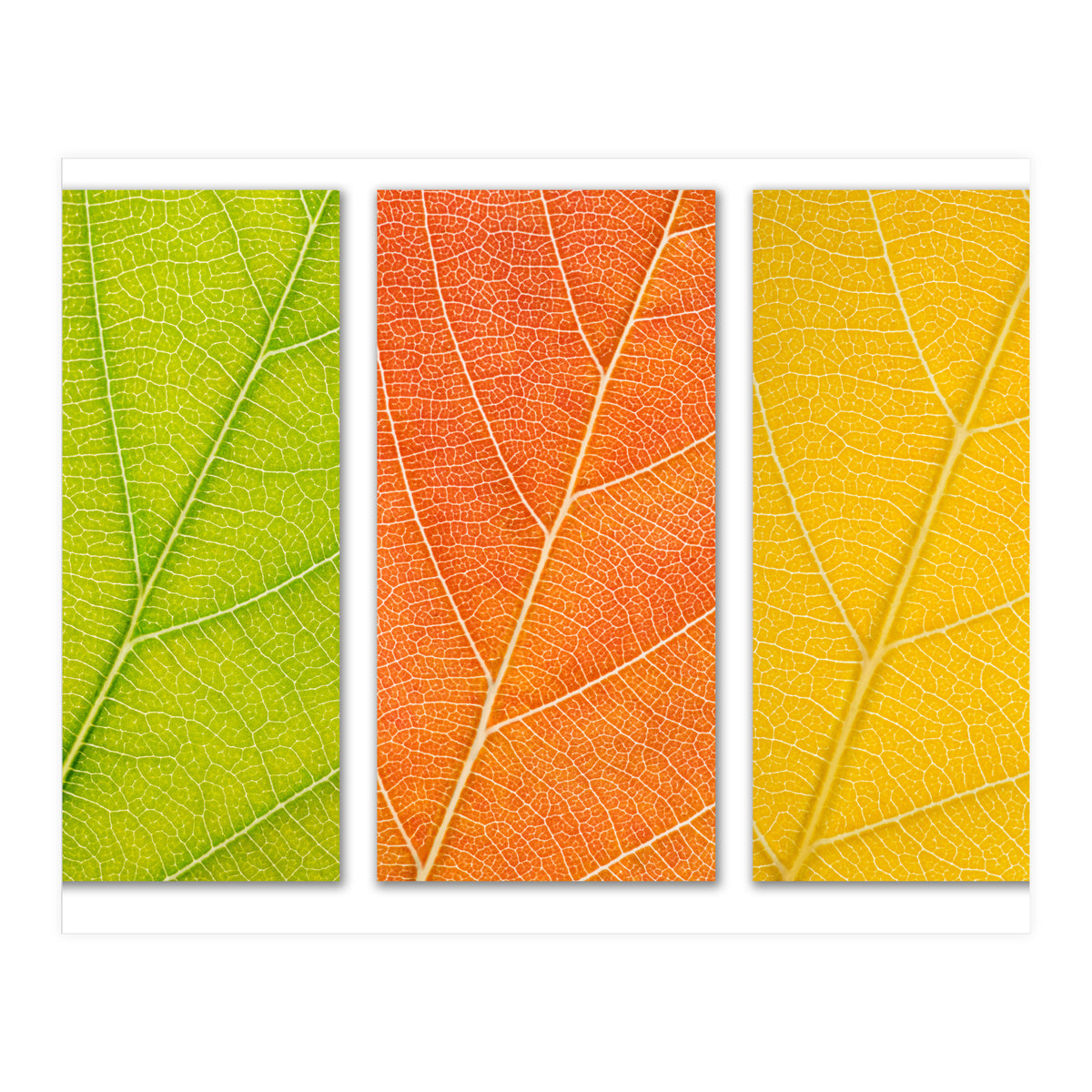 Autumn Leaves (Print Only)
