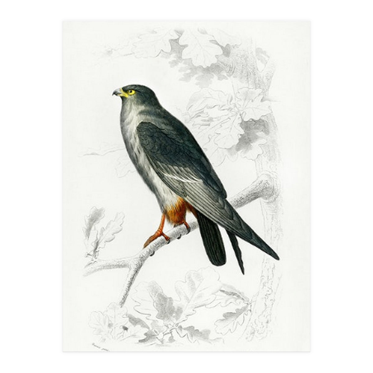Red-footed Falcon illustrated (Print Only)