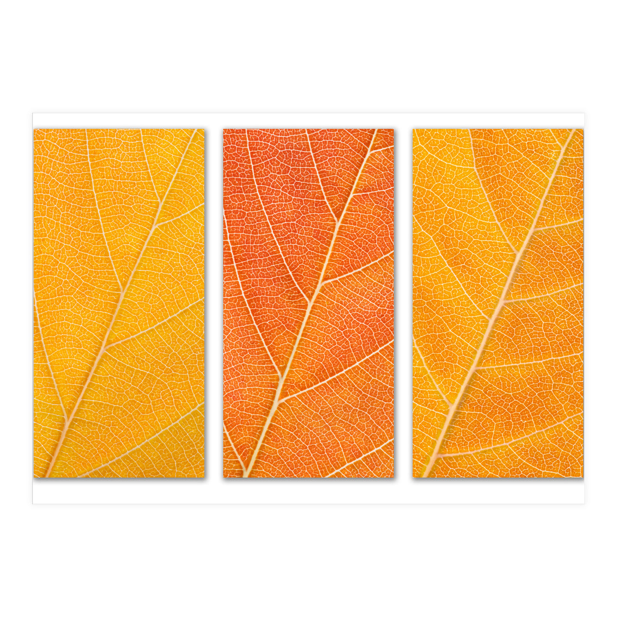 Autumn Leaves (Print Only)