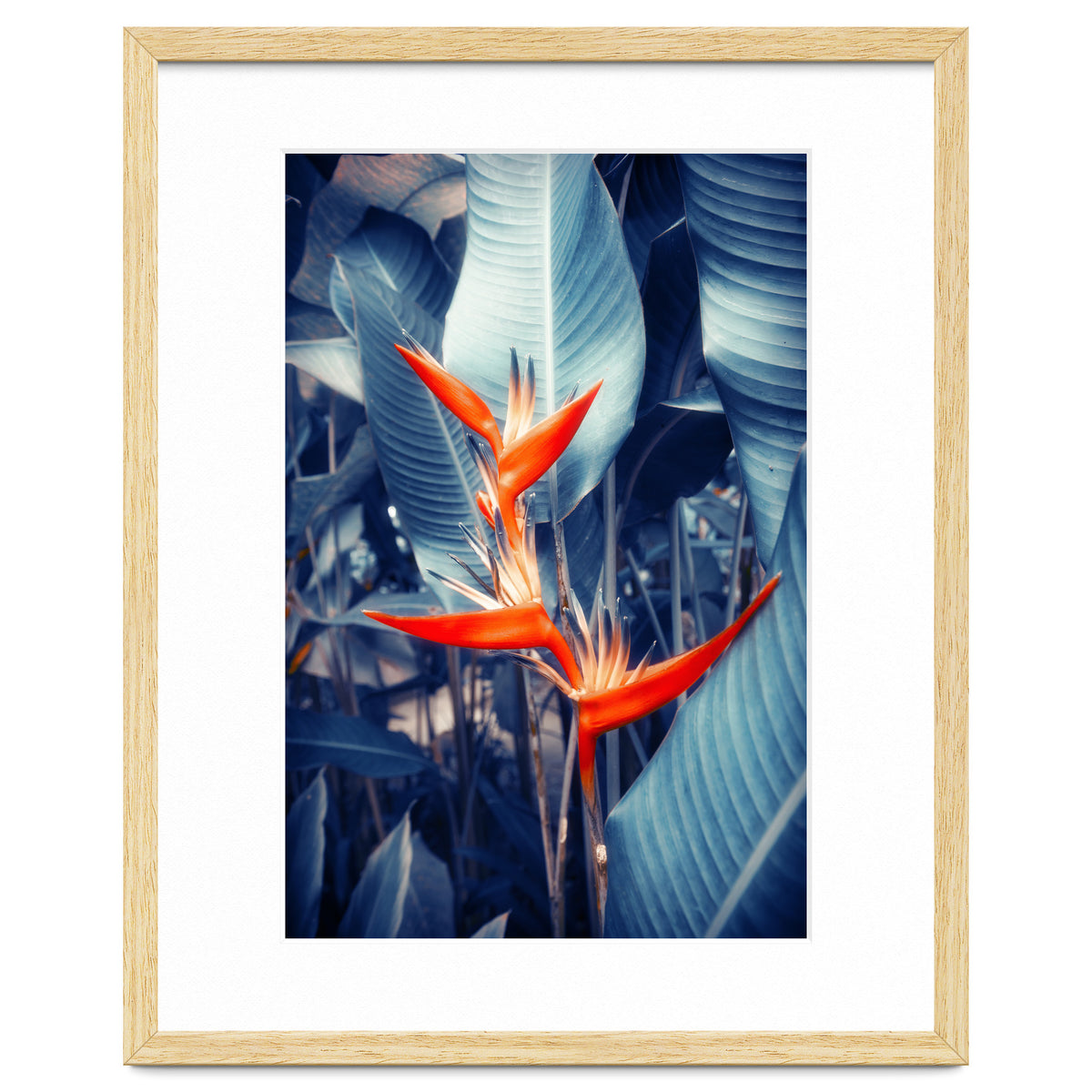 Parakeet Tropical Flower