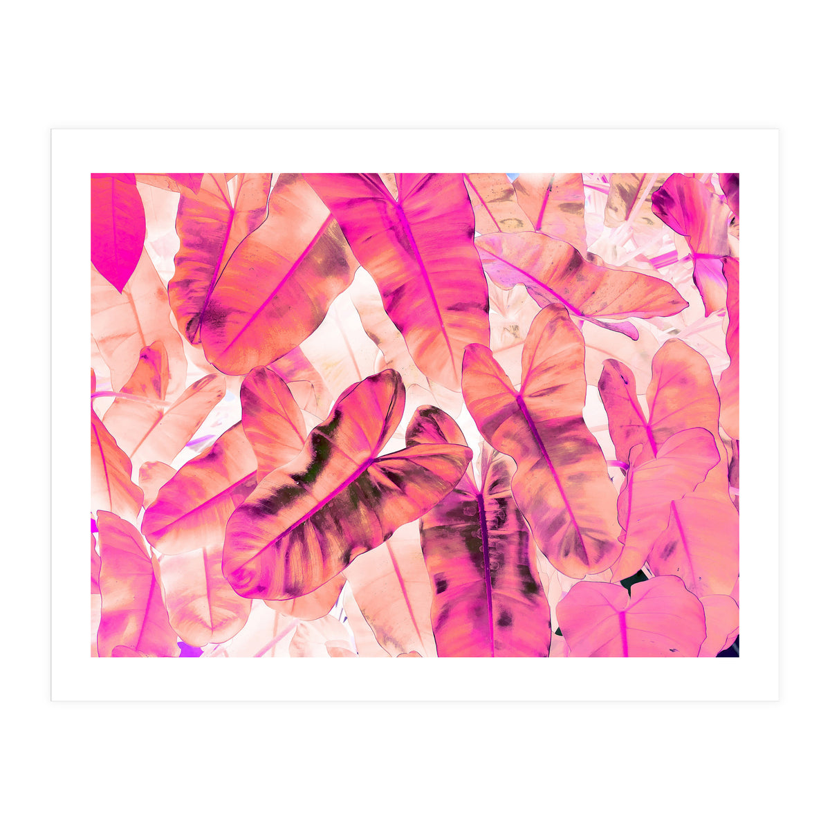 Pink Nirvana (Print Only)