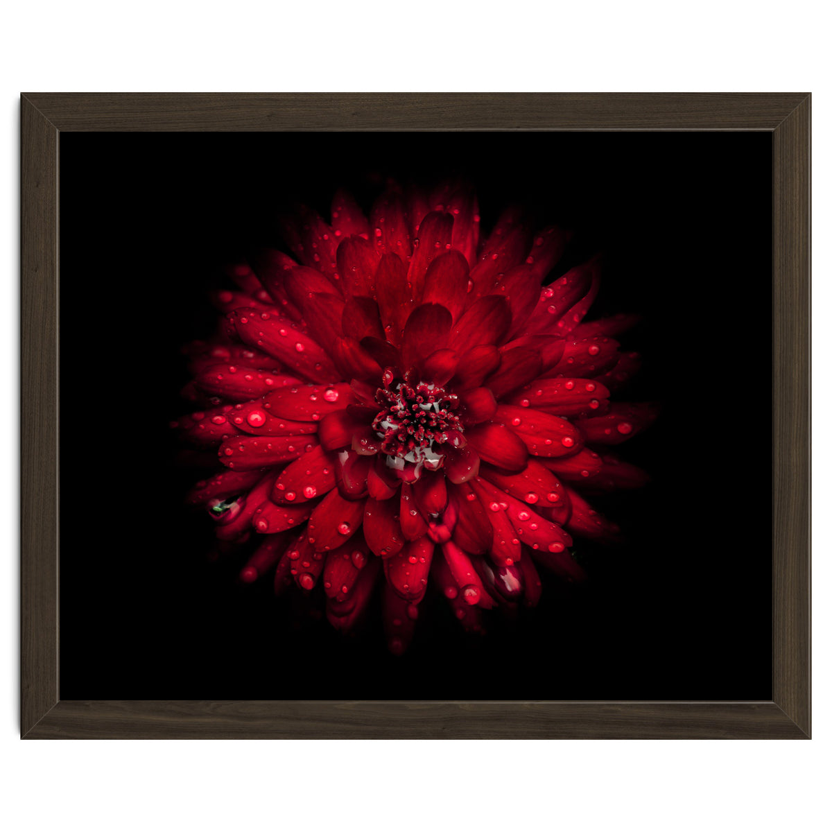 Backyard Flowers 45 Color Version