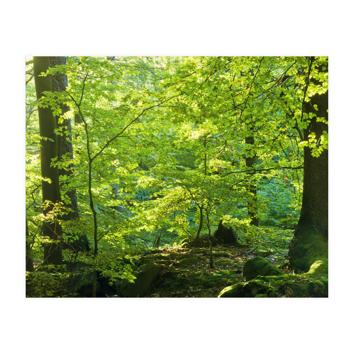 Spring Forrest (Print Only)