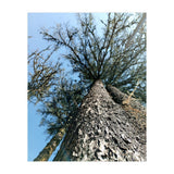 Ataraxia - Tree Series 1 (Print Only) thumbnail