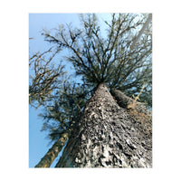 Ataraxia - Tree Series 1 (Print Only)