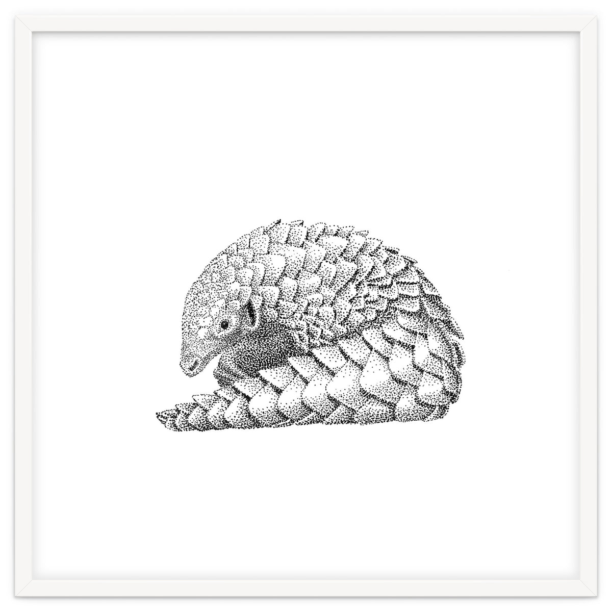 Pangolin