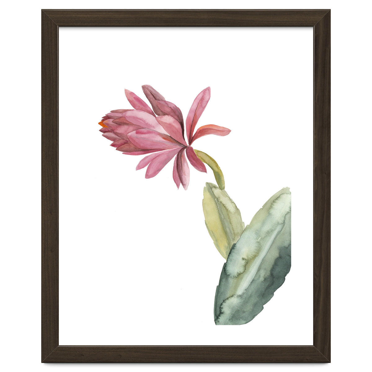 Botanical Illustration Pink Cactus Flower