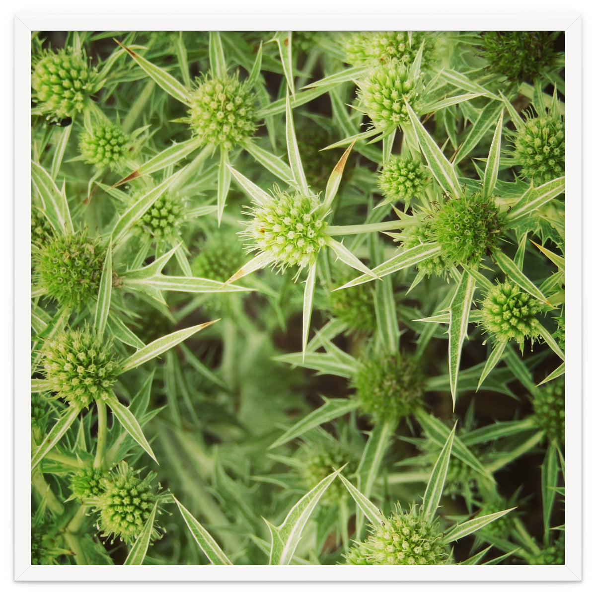 Green thistles