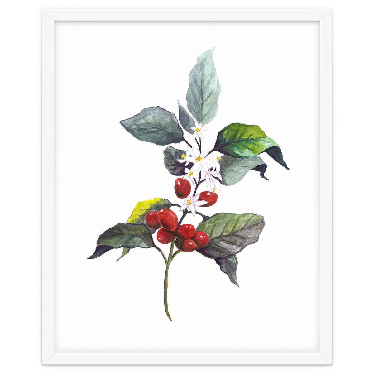 1 Botanical Illustration Kaffee Pflanze