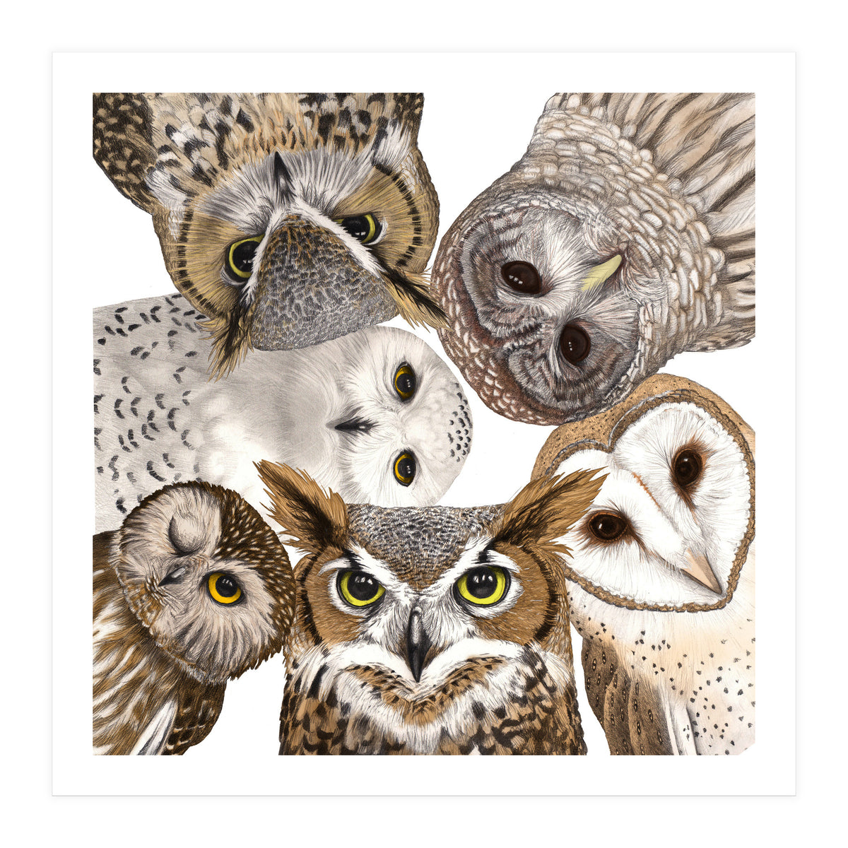 Owls (Print Only)