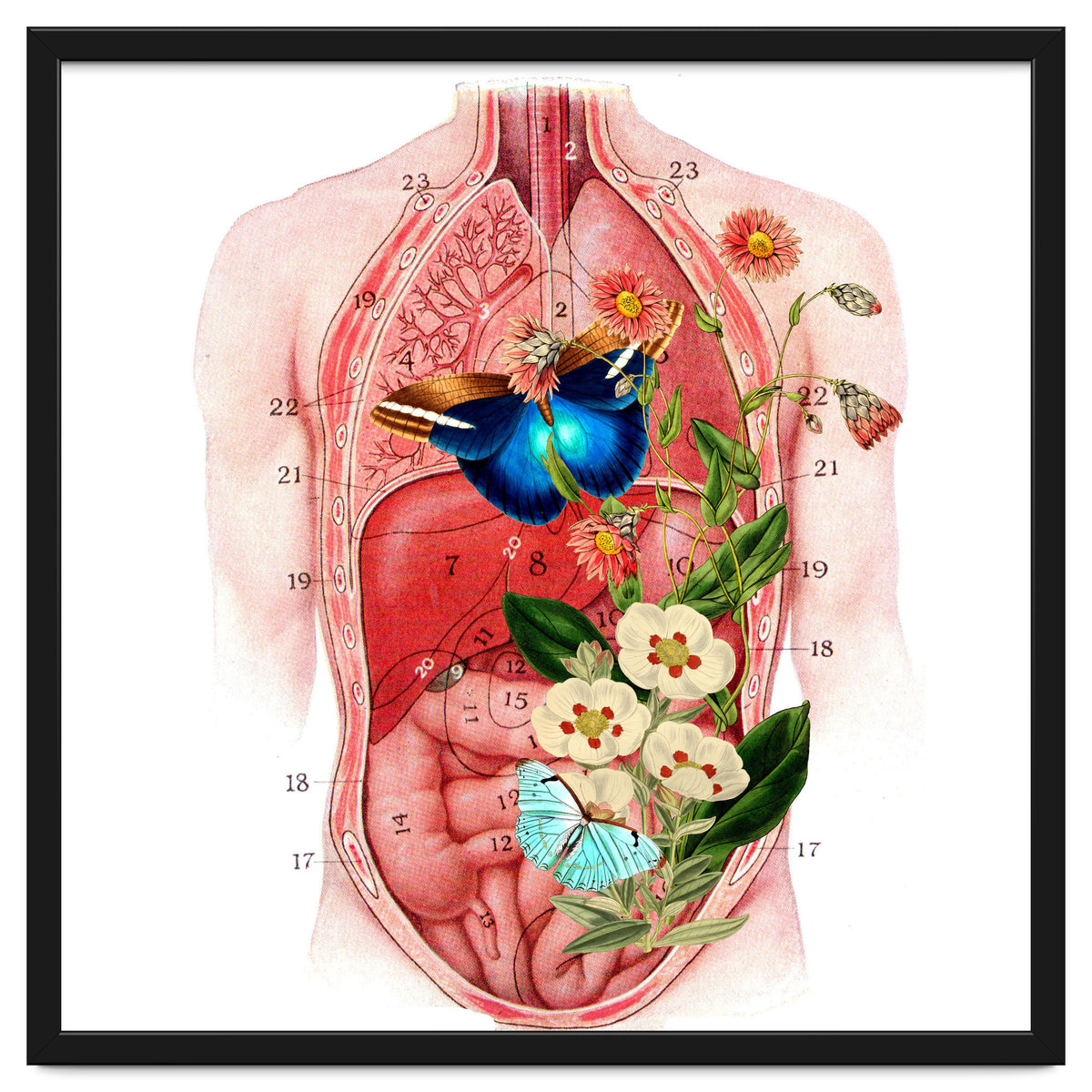 Butterflys In The Belly Makes Flower Grows