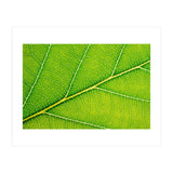 Autumn Leaf (Print Only) thumbnail
