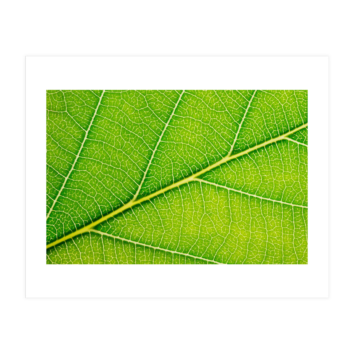 Autumn Leaf (Print Only)
