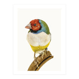 Cc Birds 06 (Print Only) thumbnail