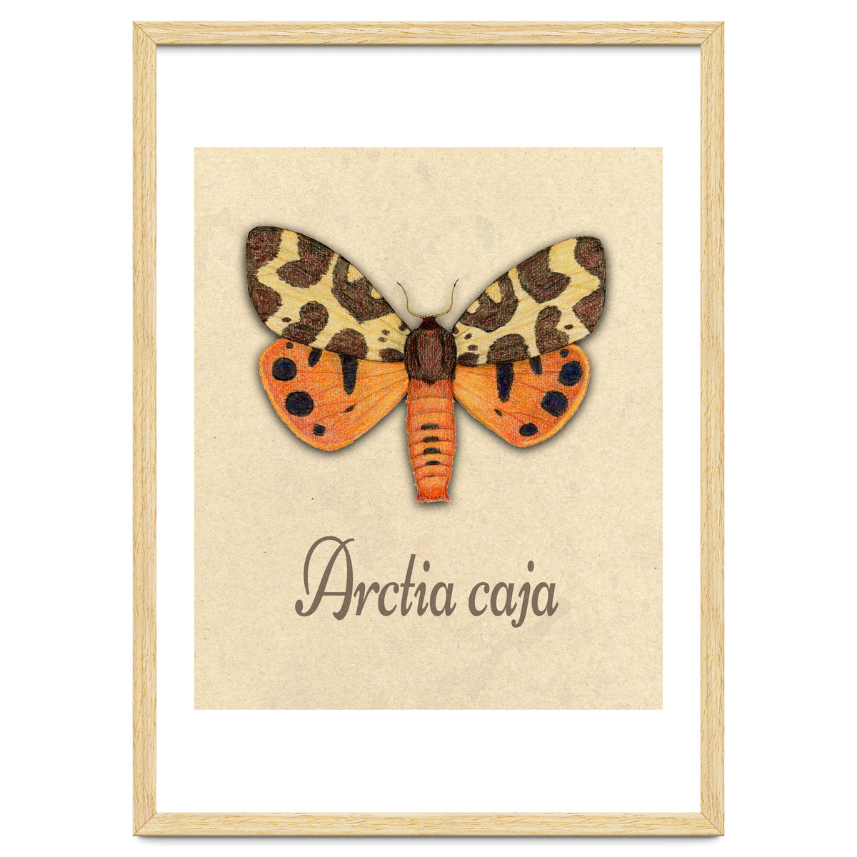 Garden tiger moth illustration