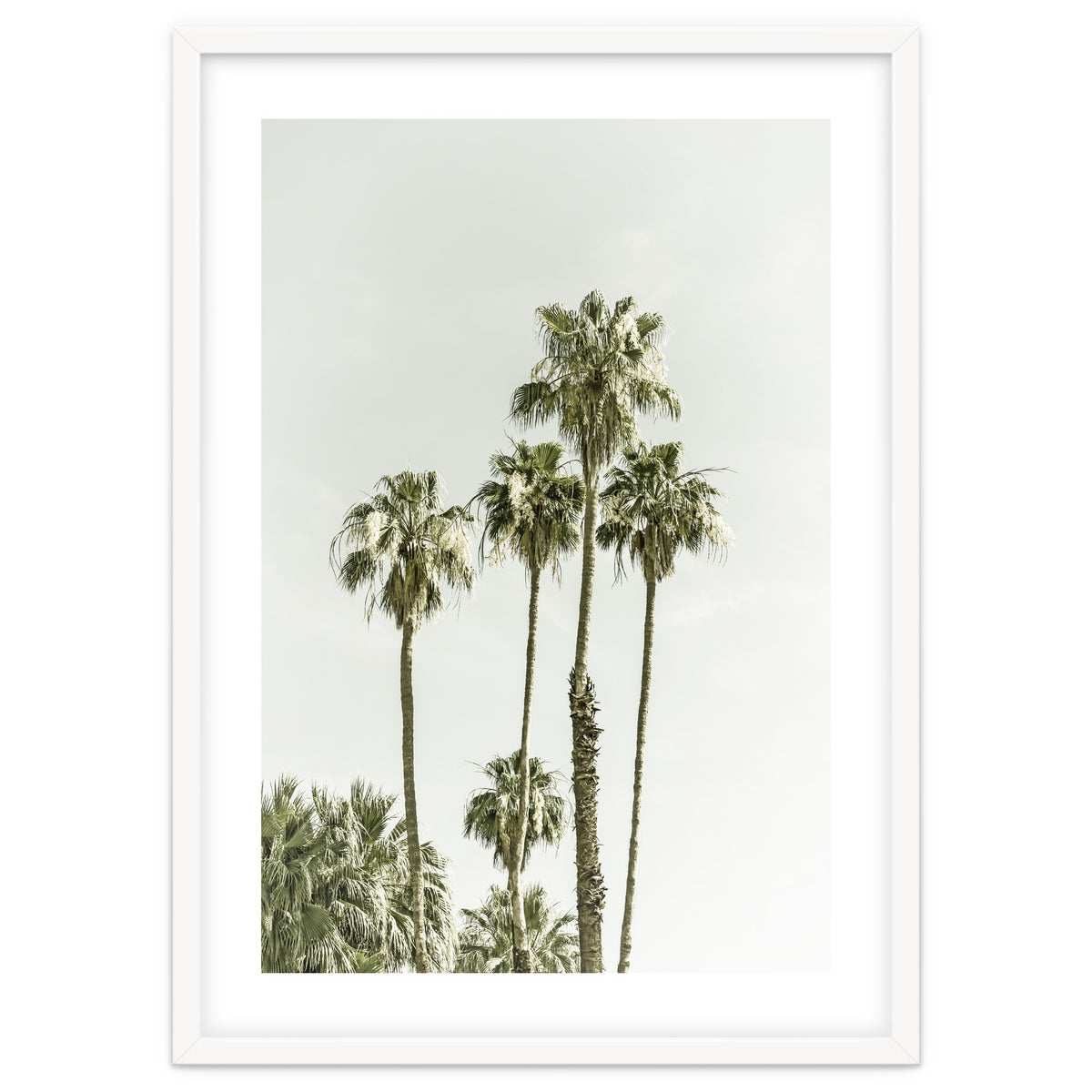 Palm Trees Summertime