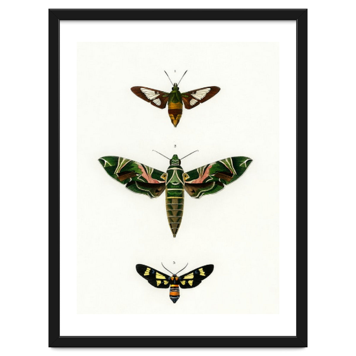 Different types of moths illustrated