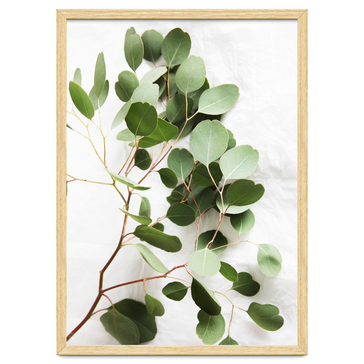 Eucalyptus