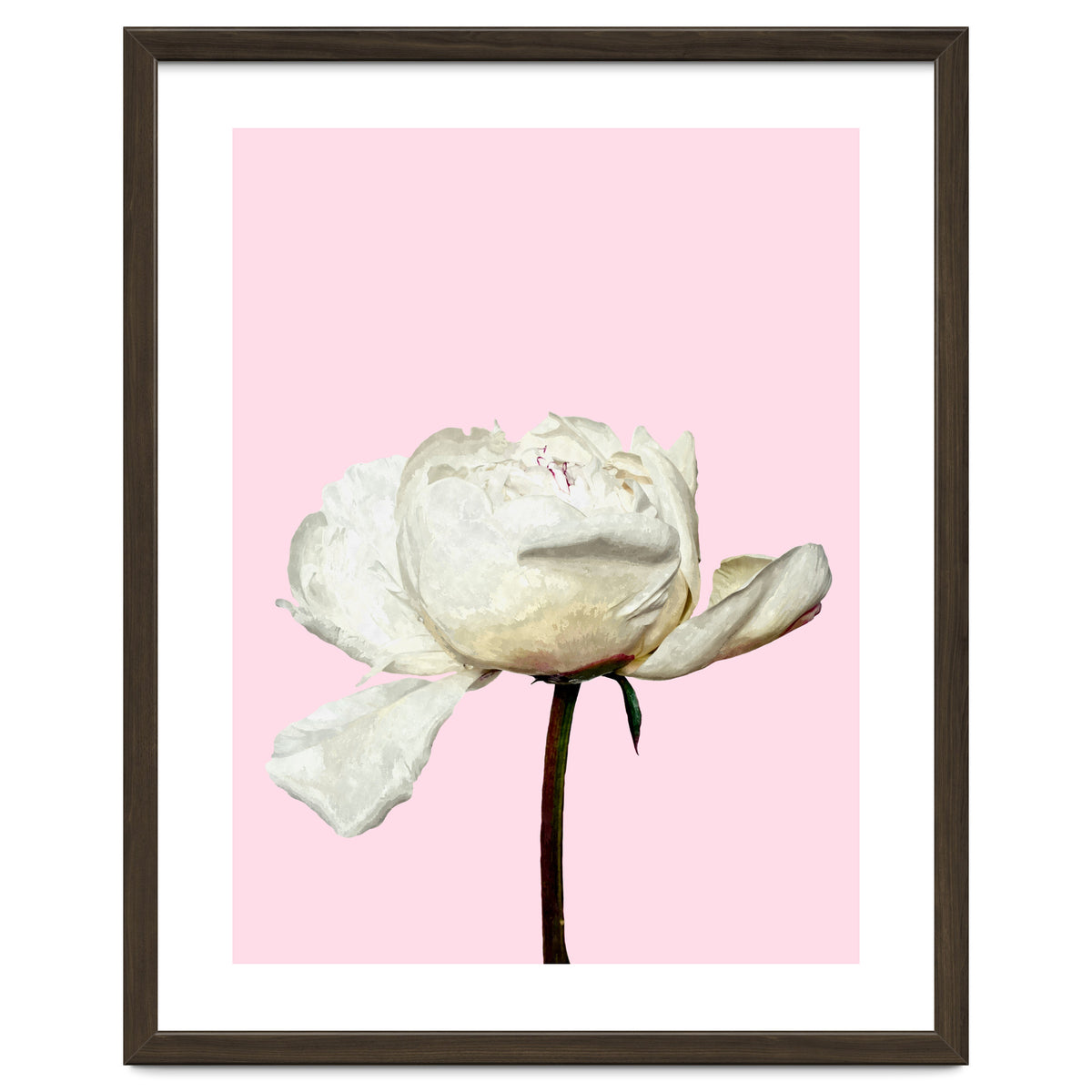 White Peony Pink Background