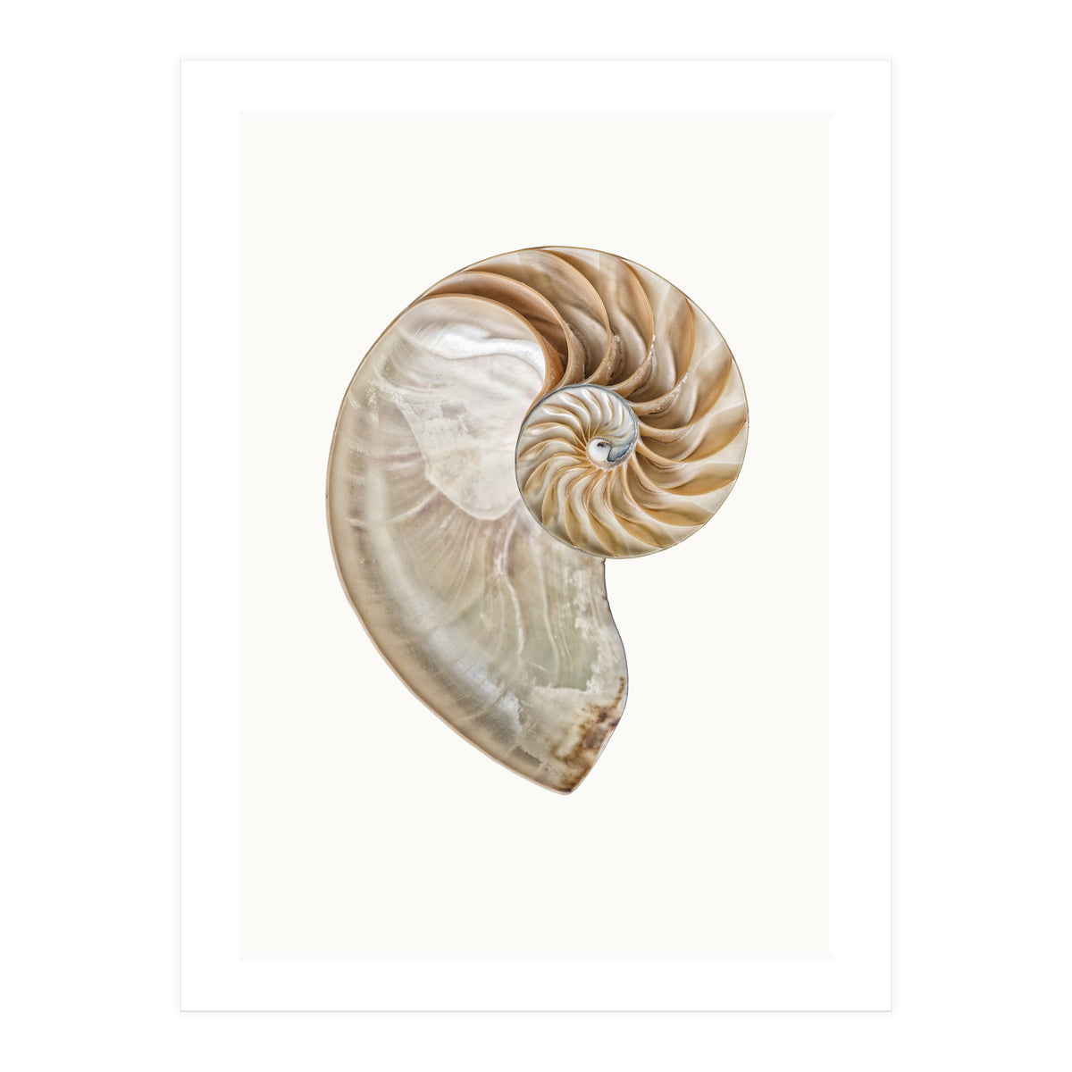 Cc Shell 02 (Print Only)