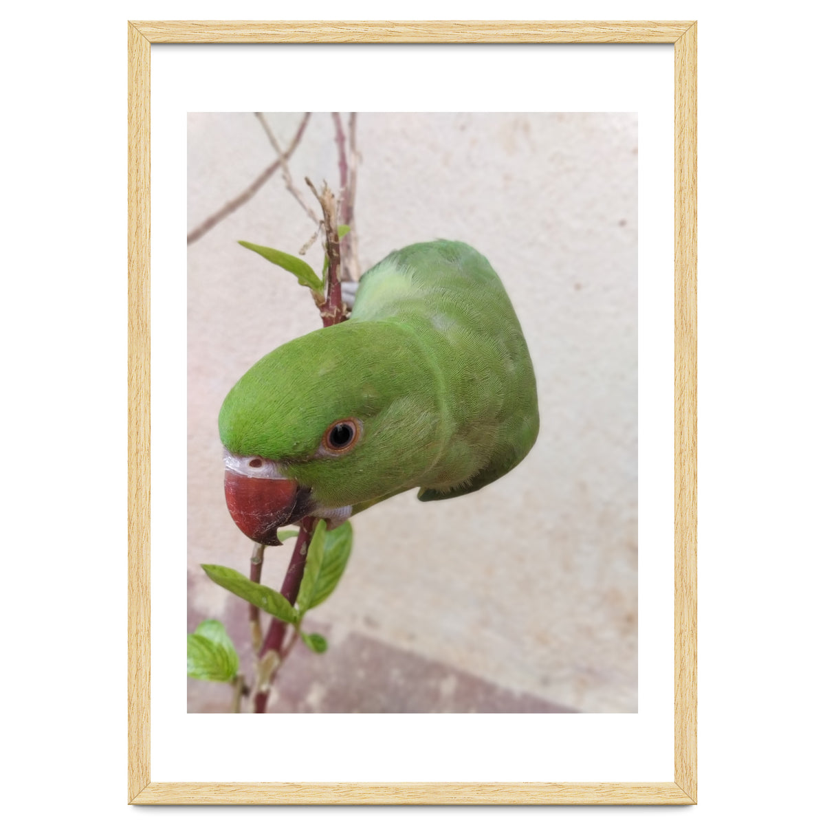 My Cute Parrot