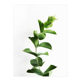 Eucalyptus (Print Only) thumbnail
