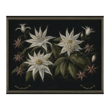 Edelweiss Vintage Illustration (Print Only) thumbnail