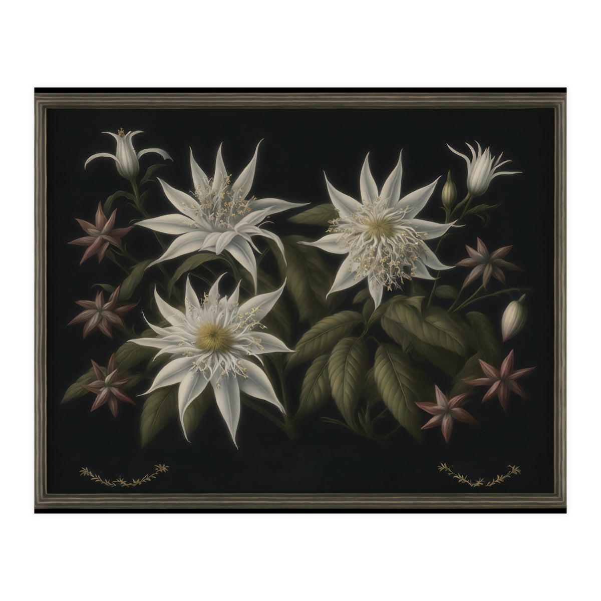 Edelweiss Vintage Illustration (Print Only)