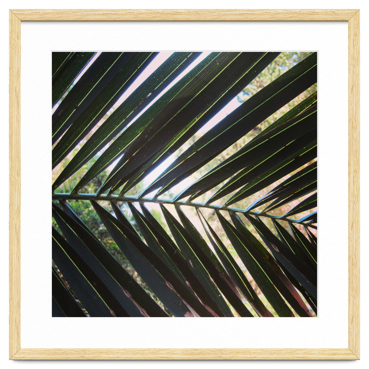 Palm leaf