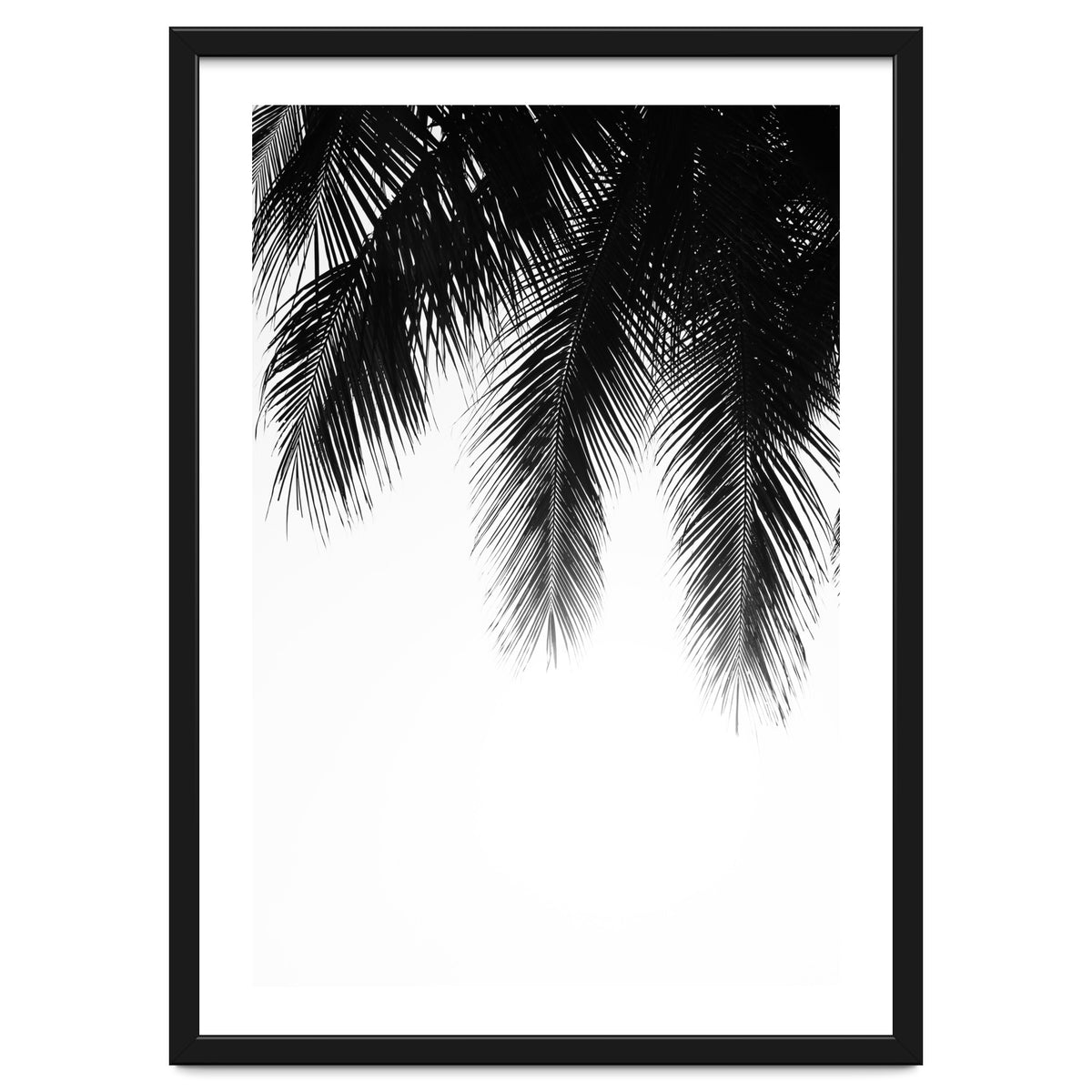 Palm leaves