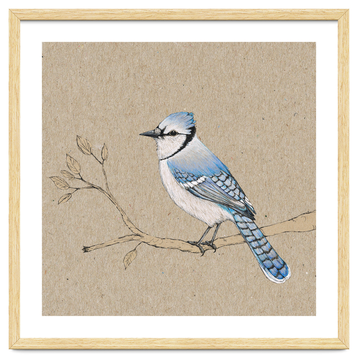 Blue jay