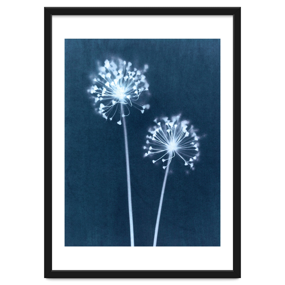 Indigo Dandelion