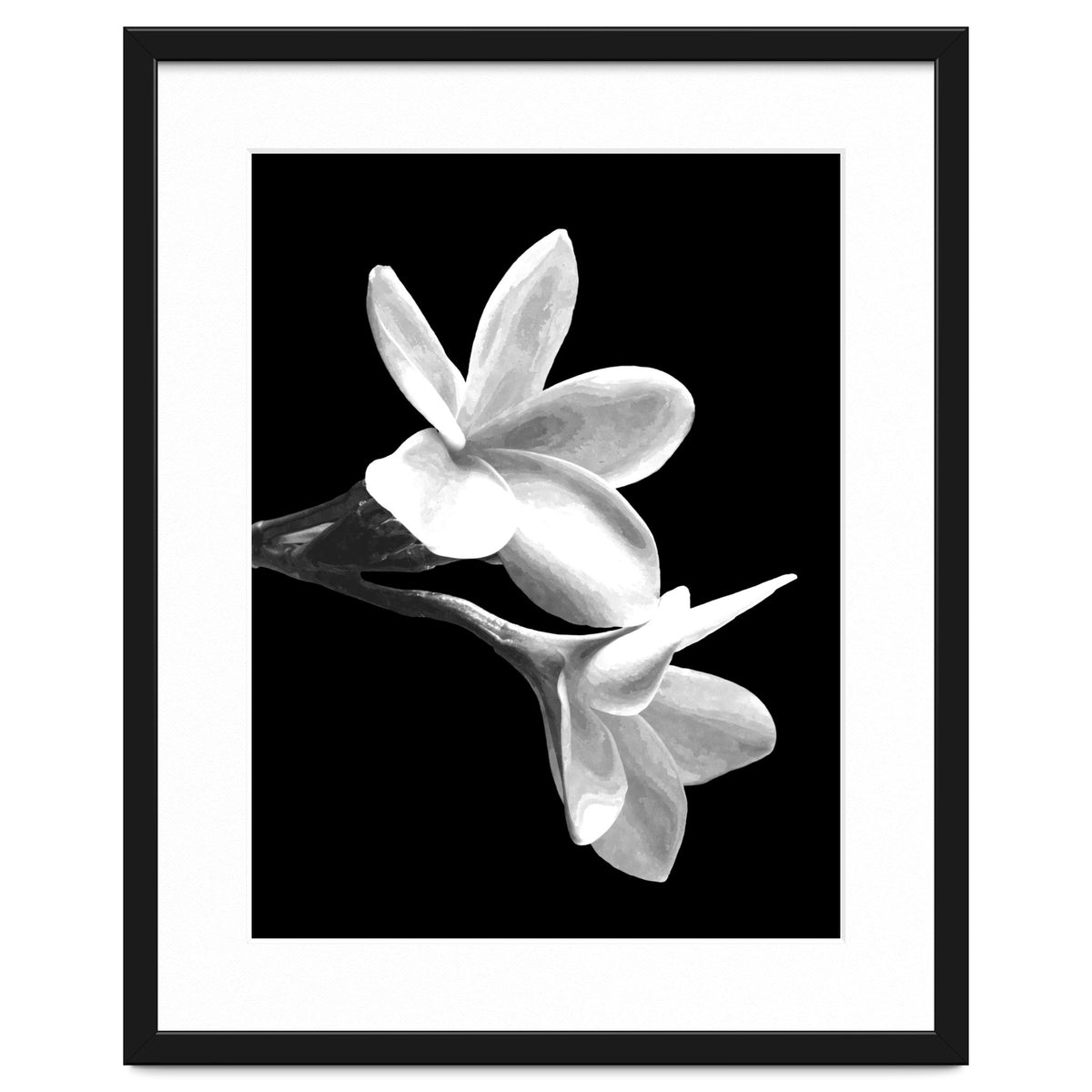 Black and White Flowers