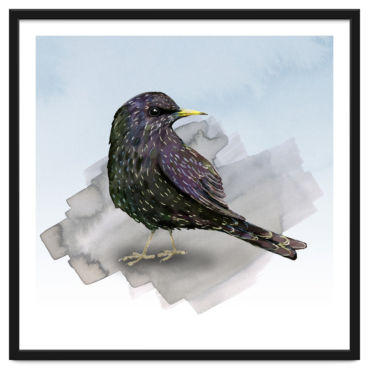 A watercolor drawing of a starling
