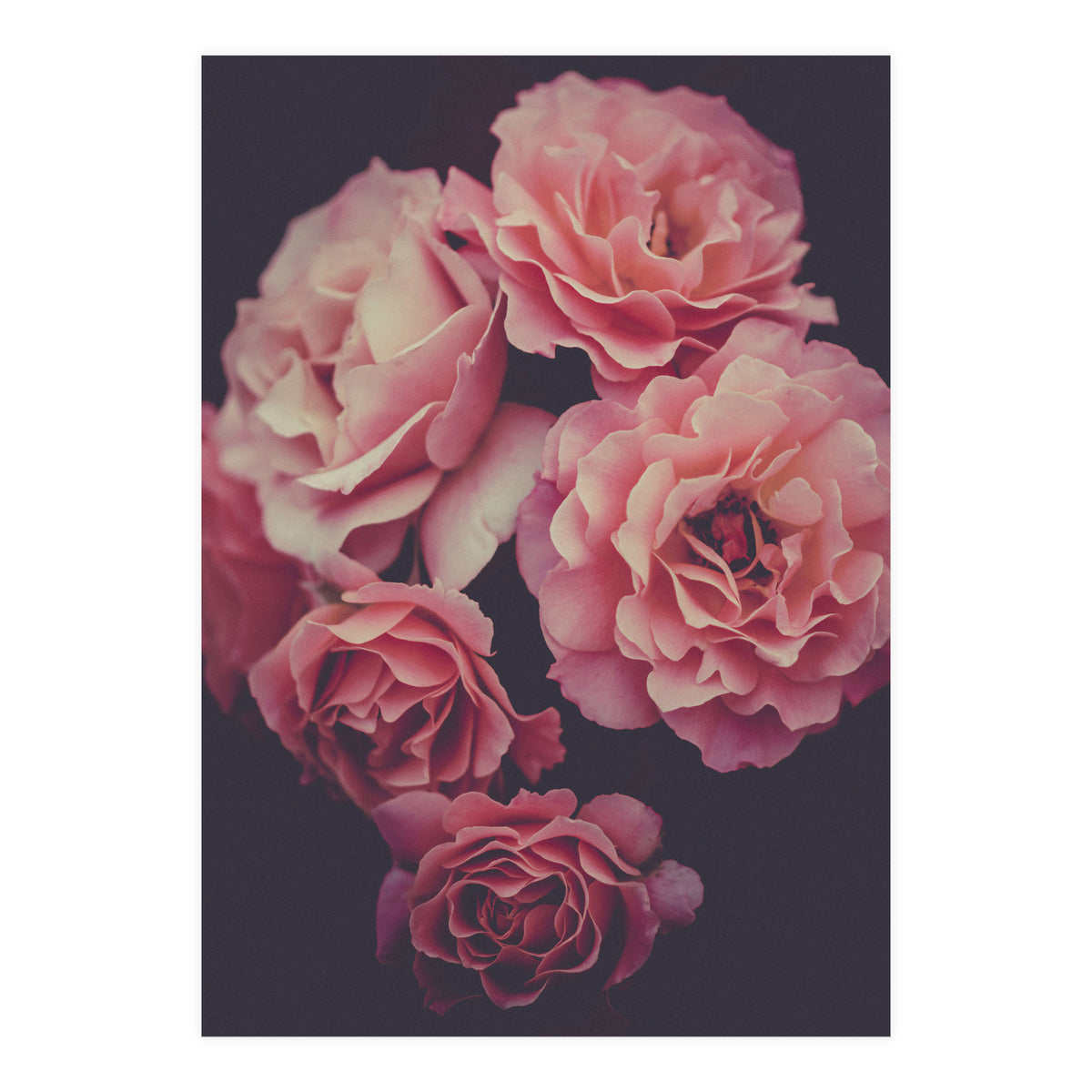 Dreamy Roses (Print Only)