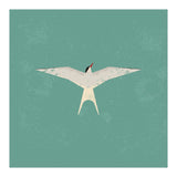 Arctic Tern (Print Only) thumbnail